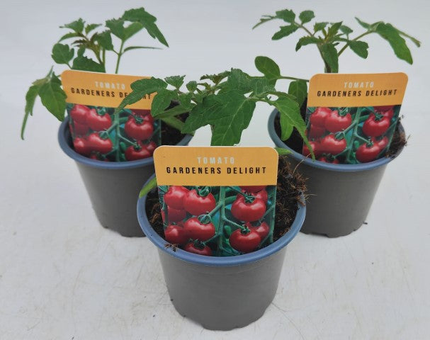 x3 Tomato Gardeners Delight 10.5cm (Glasshouse Ready)