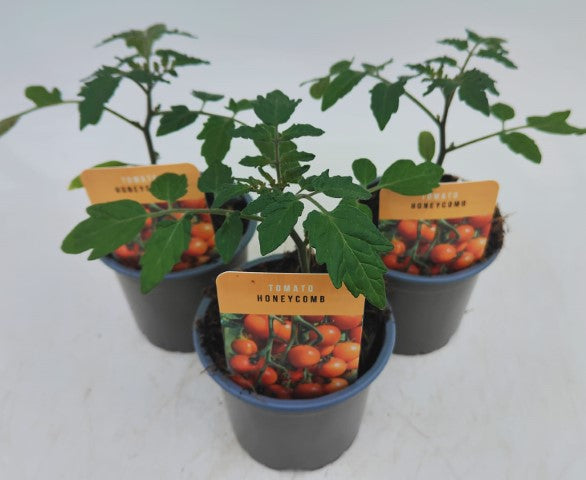 x3 Tomato Honeycomb 10.5cm (Glasshouse Ready)