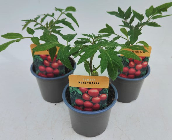 x3 Tomato Moneymaker 10.5cm (Glasshouse Ready)