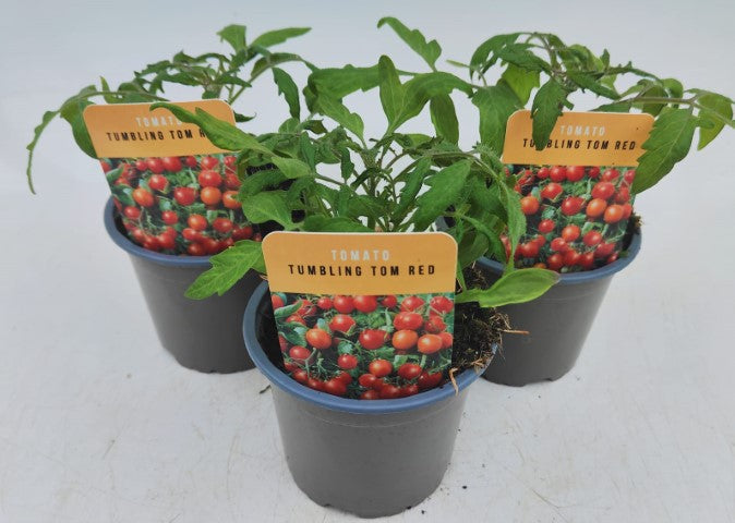 x3 Tomato Tumbling Tom Red 10.5cm (Glasshouse Ready)