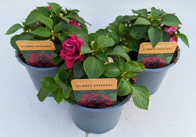 x2 Impatiens New Glimmer Burgundy 13cm/1 Ltr