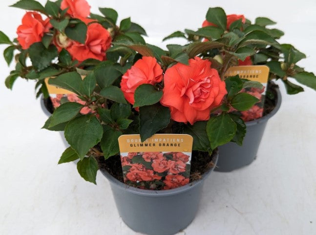 x2 Impatiens New Glimmer Orange 13cm/1 Ltr