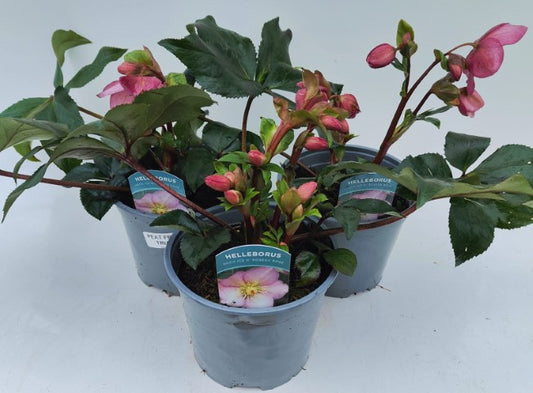 x1 Helleborus Ice n Roses Rose - 19cm/3Litre