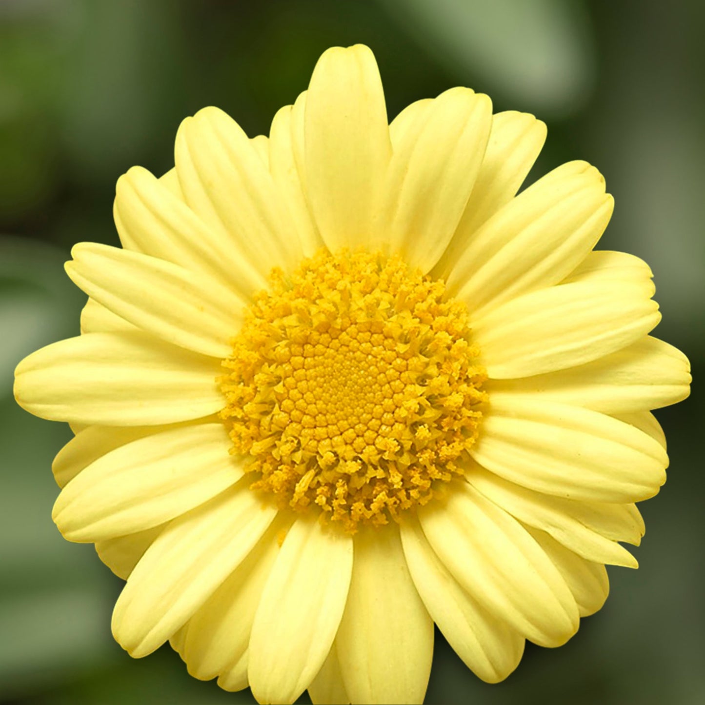 x2 Argyranthemum Molimba Yellow 13cm/1Litre