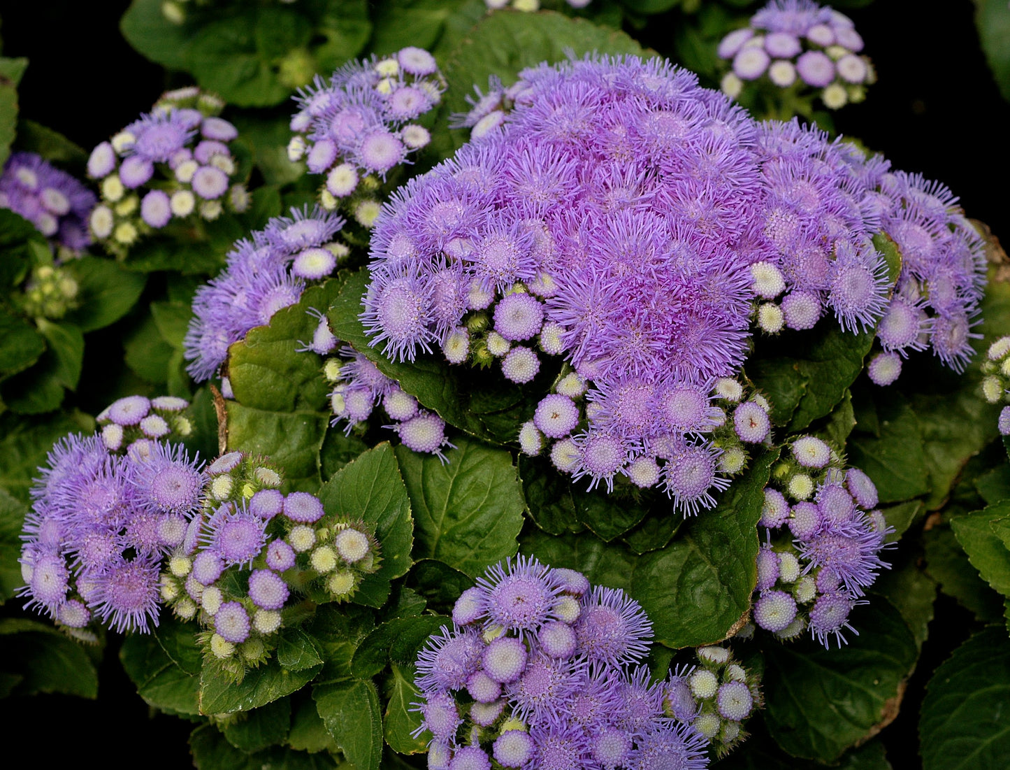 x10 Ageratum Aloha Blue - XL Plug Plants
