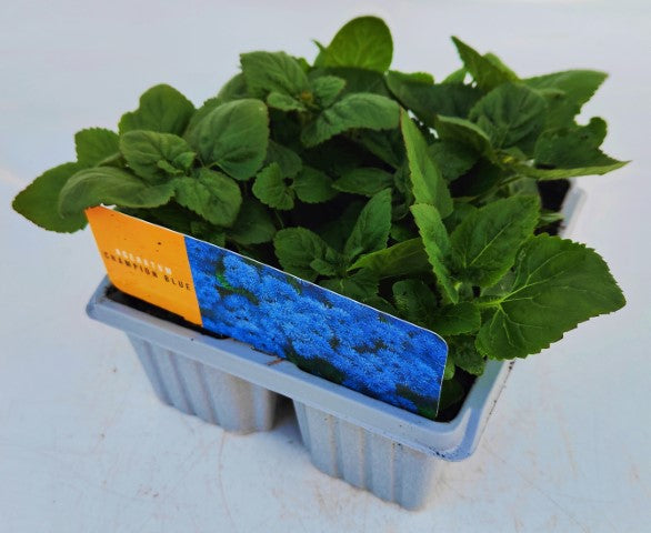 x10 Ageratum Aloha Blue - XL Plug Plants
