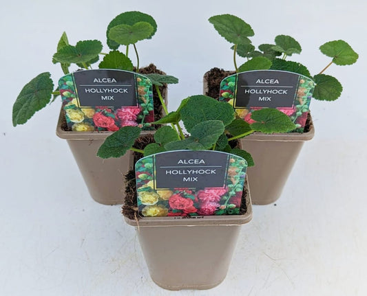 x2 Alcea Hollyhock Mix 13cm/1 Litre