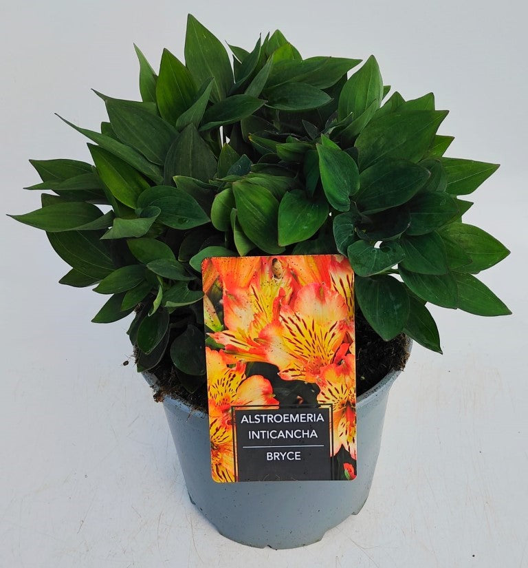 x1 Alstroemeria Inticancha Bryce 19cm/3Litre
