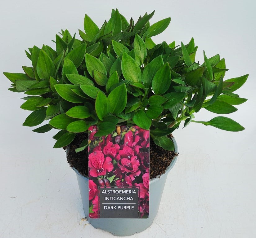 x1 Alstroemeria Inticancha Dark Purple 19cm/3Litre