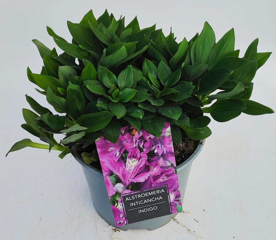 x1 Alstroemeria Inticancha Indigo 19cm/3Litre