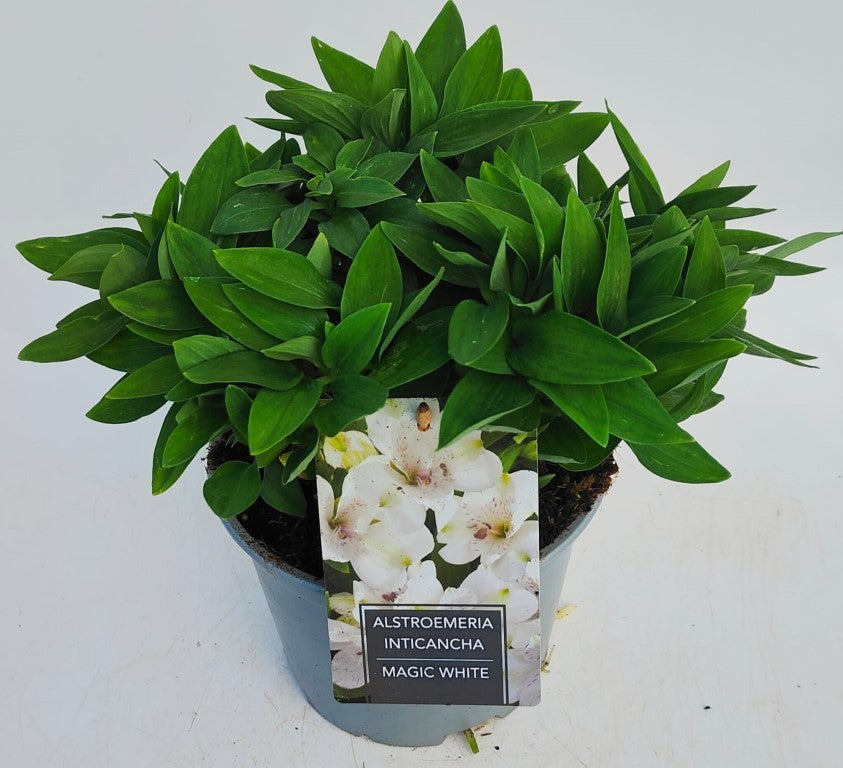 x1 Alstroemeria Inticancha Magic White 19cm/3Litre