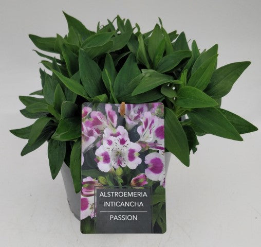 x1 Alstroemeria Inticancha Passion 19cm/3Litre