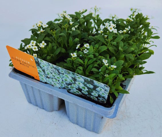 x10 Alyssum Clear Crystal White - XL Plug Plants