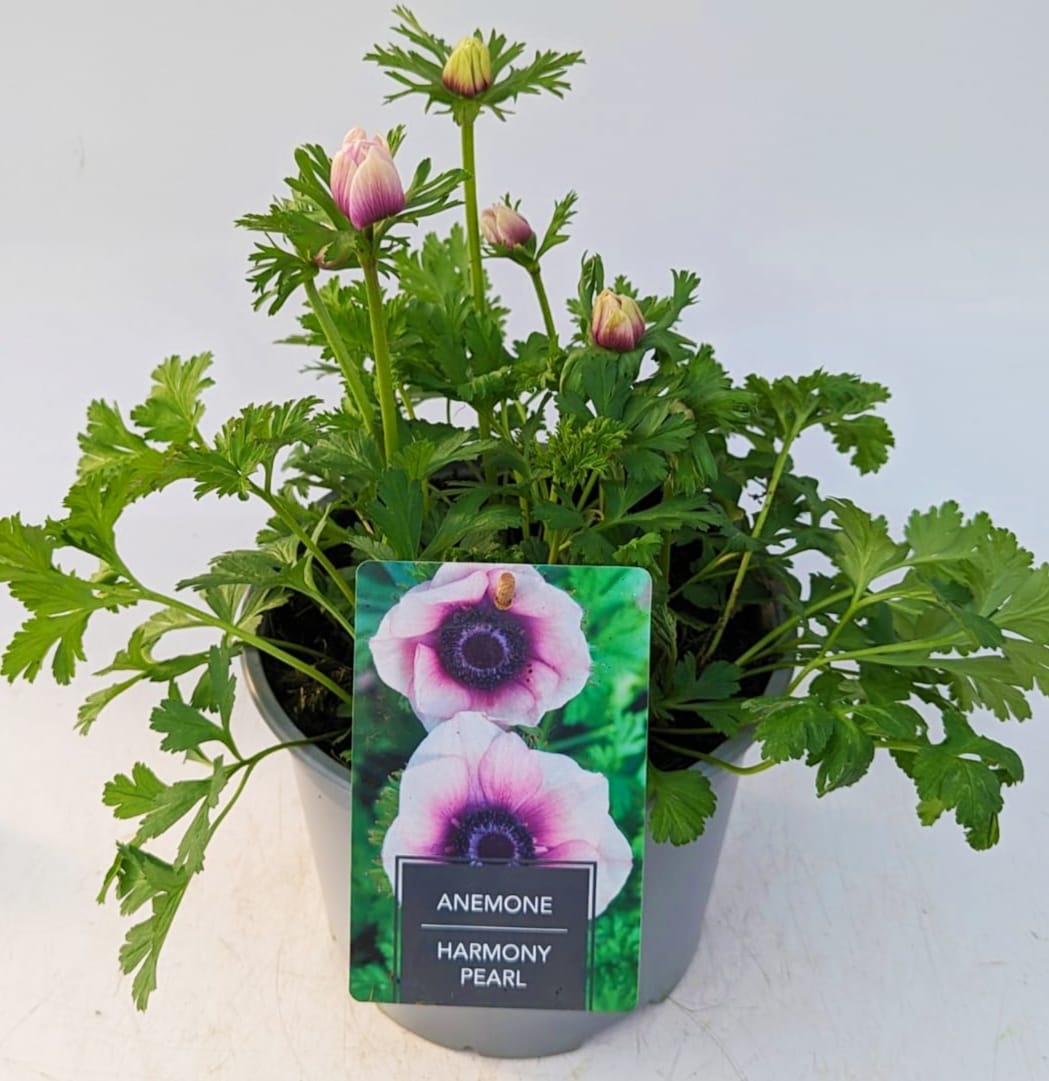 x1 Anemone Harmony Pearl 19cm/3Ltr