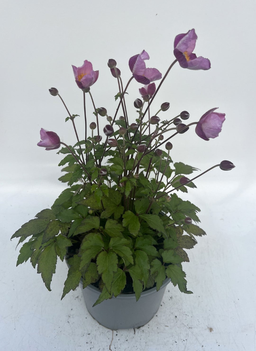 x1 Anemone Emmy Deep Rose 19cm/3Ltr