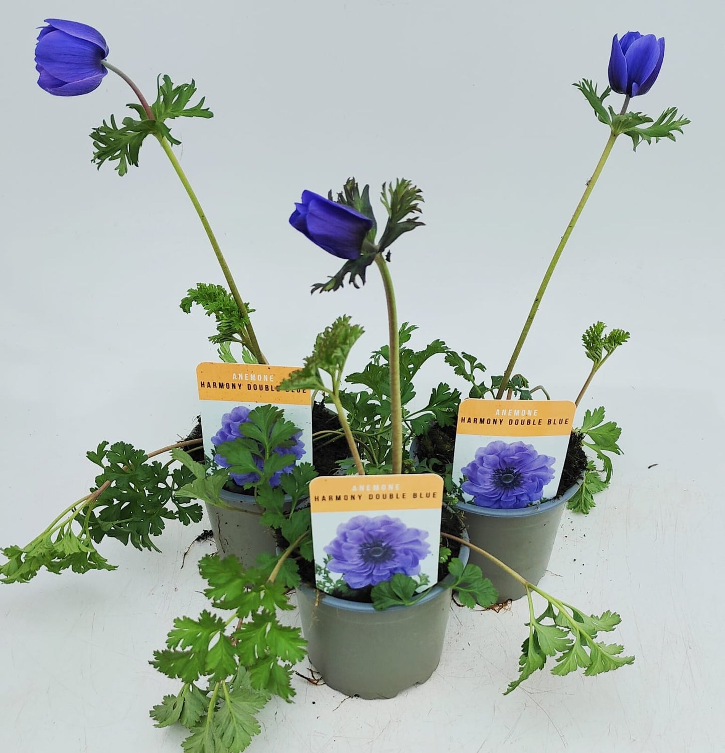 x3 Anemone Harmony Double Blue 10.5cm/9cm