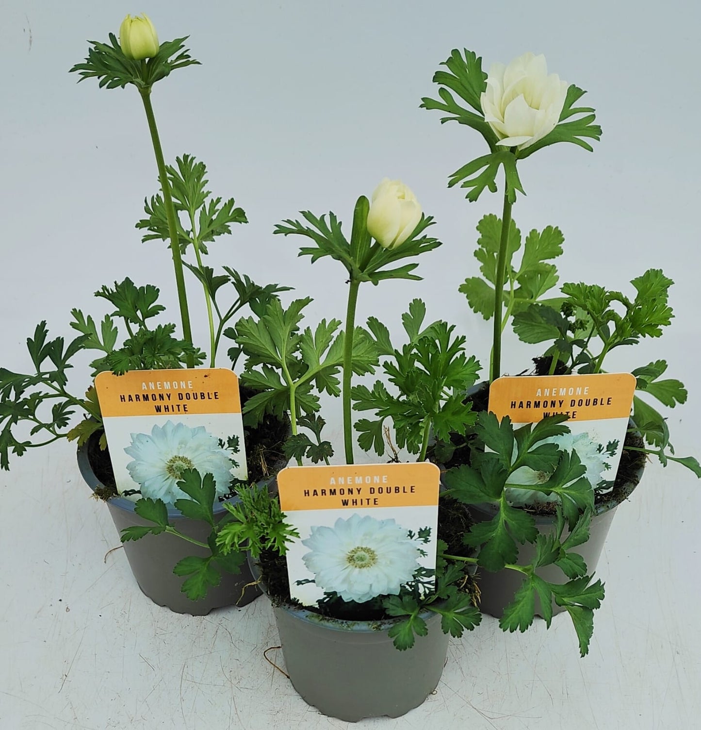 x3 Anemone Harmony Double White 10.5cm/9cm