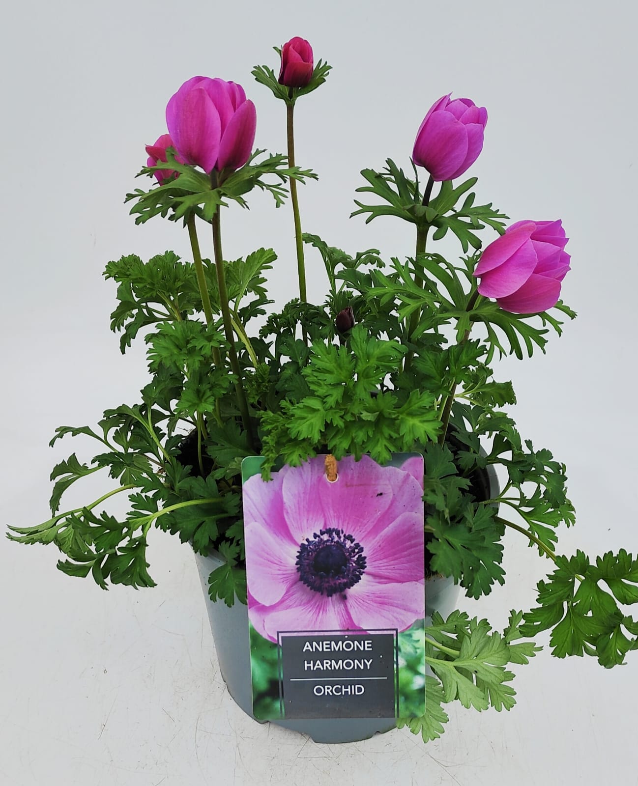 x1 Anemone Harmony Orchid 19cm/3Ltr