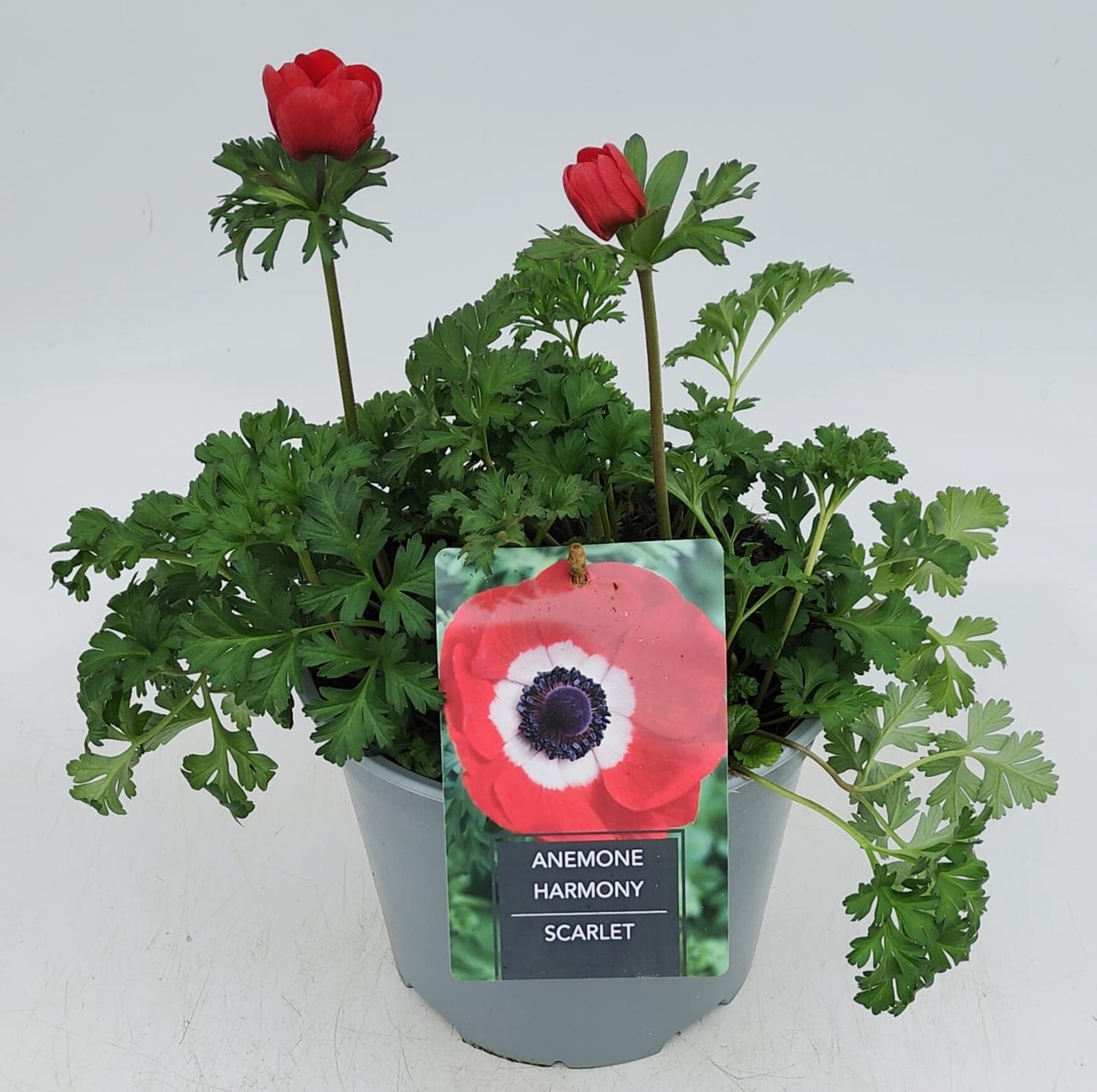 x1 Anemone Harmony Scarlet 19cm/3Ltr