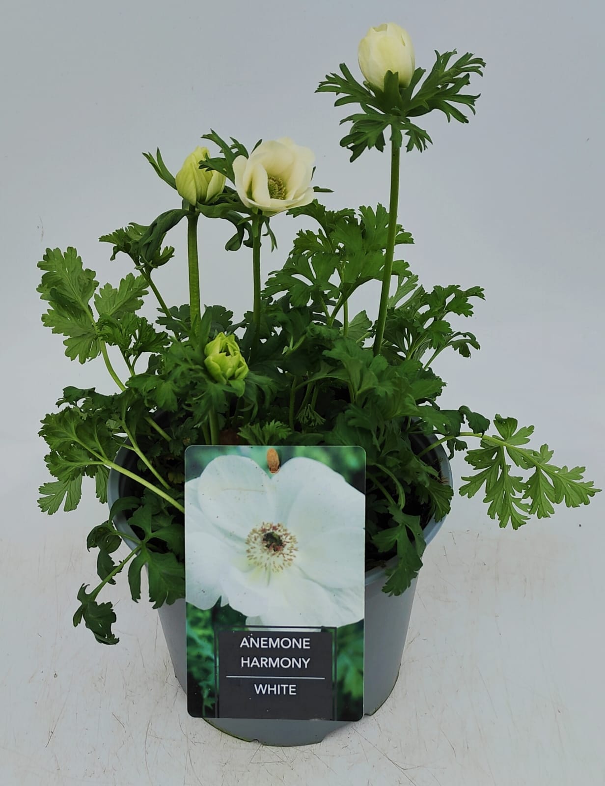 x1 Anemone Harmony White 19cm/3Ltr