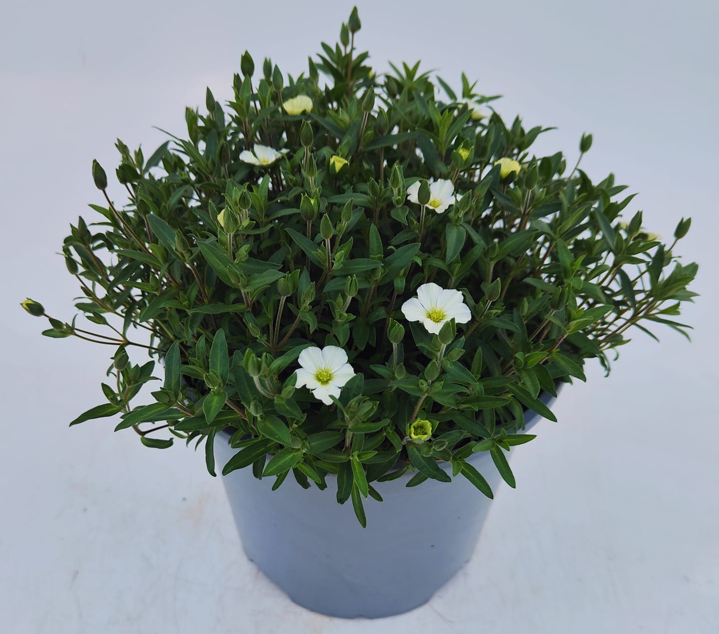 x1 Arenaria Montana Summer White 19cm/3Ltr