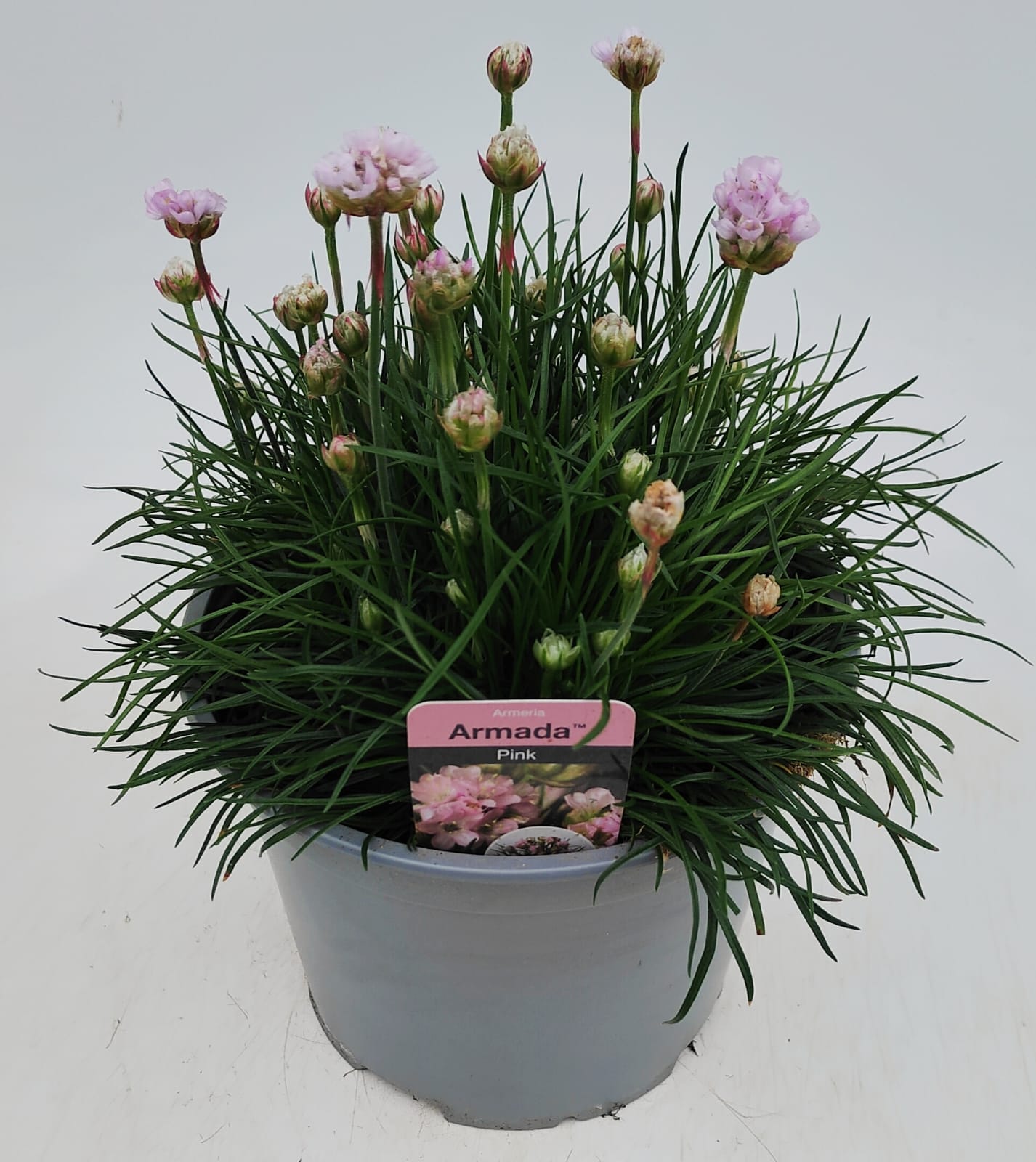 x1 Armeria Armada Pink 19cm/3Ltr