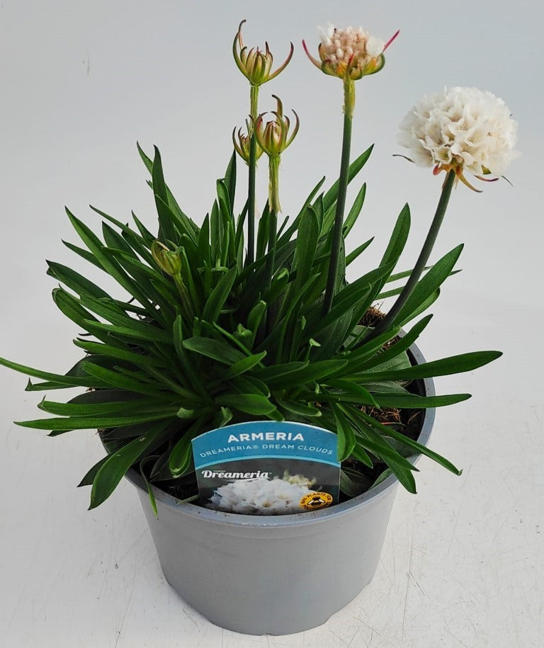 x1 Armeria Dreameria Dream Clouds - 17cm/2Litre