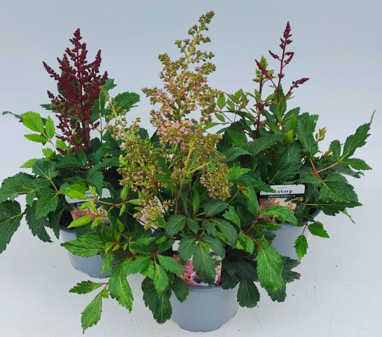 x2 Astilbe Astary Plants 13cm/1 Ltr pots