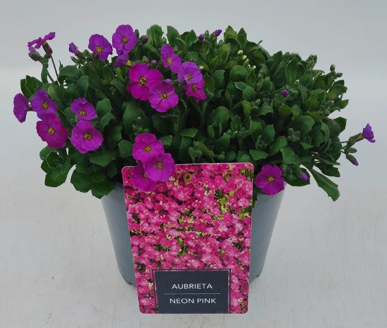x1 Aubrieta Neon Pink 19cm/3Ltr