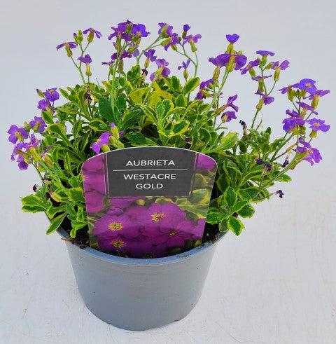 x1 Aubrieta Westacre Gold - 17cm/2Litre