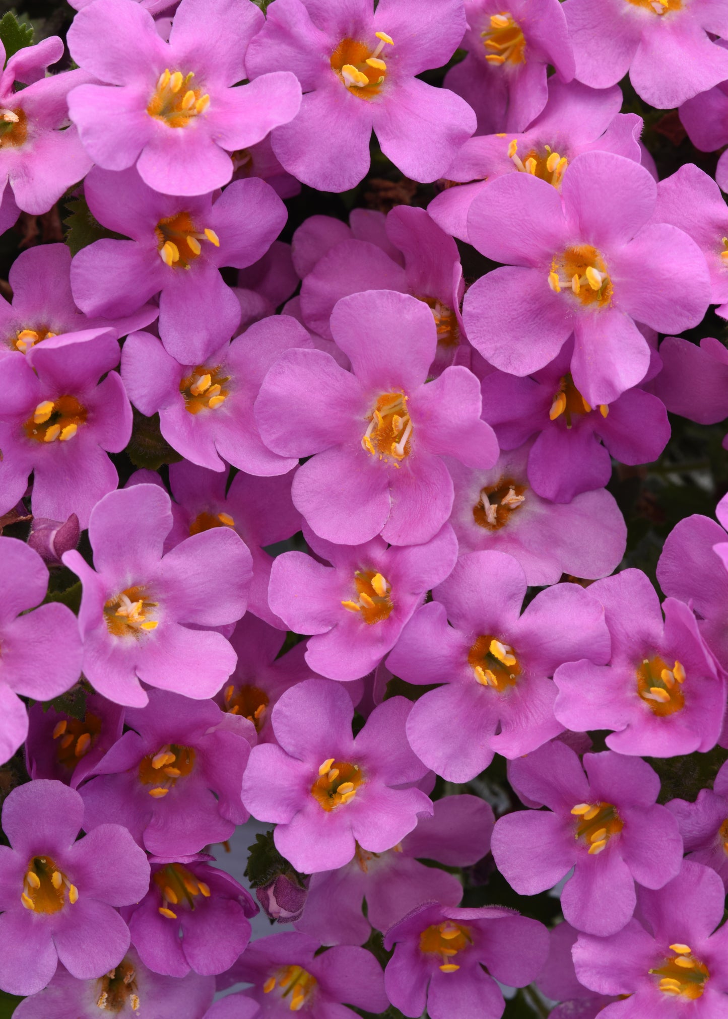 x3 Bacopa Megacopa Pink 10.5cm/9cm