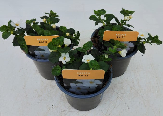 x3 Bacopa Megacopa White 10.5cm/9cm