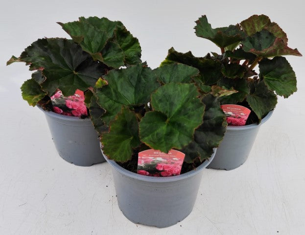 x2 Begonia Dreams Rhodee Pink - 13cm/1Litre