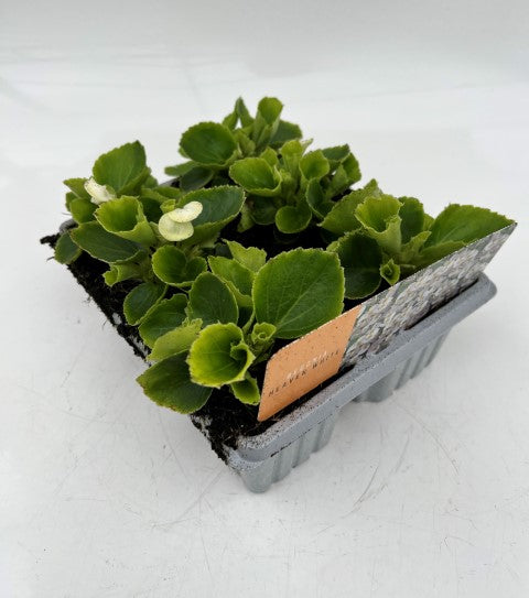 x10 Begonia Heaven White XL Plug Plants