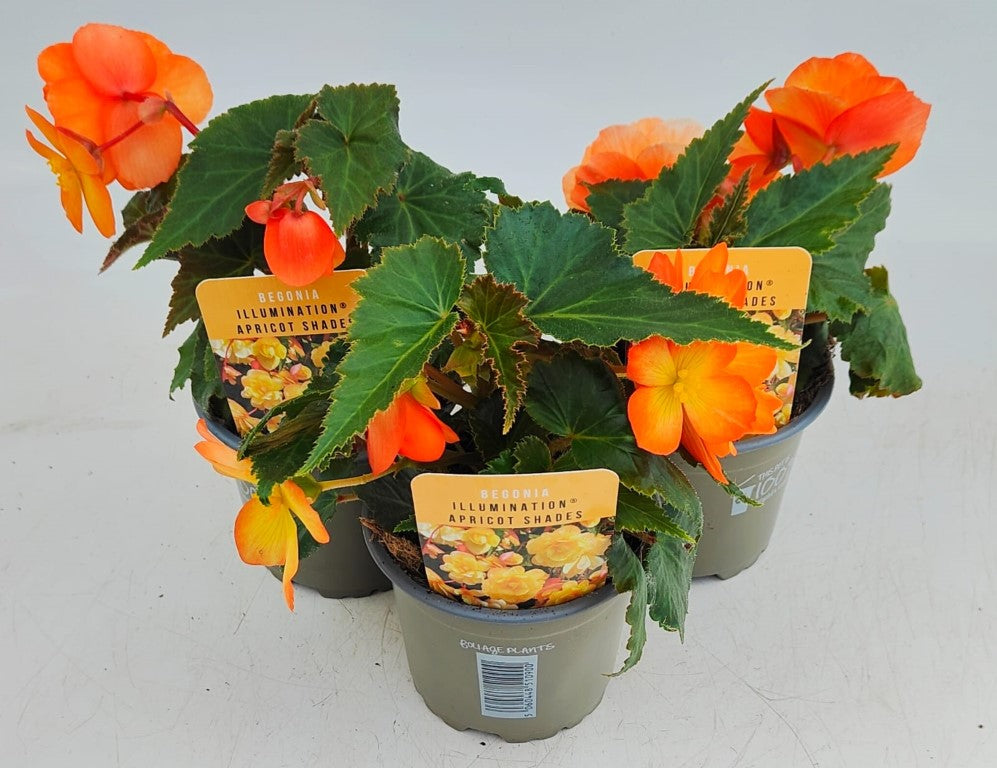 x3 Begonia Illumination Apricot Shades 10.5cm/9cm