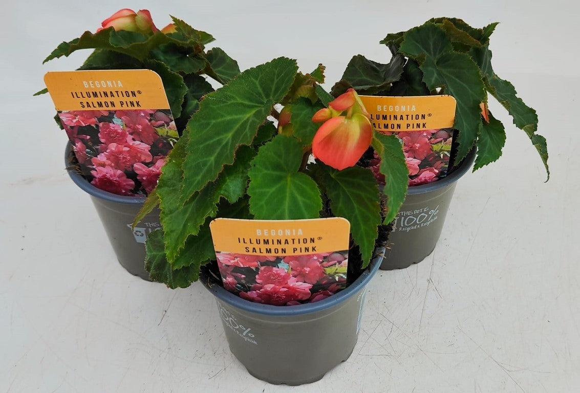 x3 Begonia Illumination Salmon Pink 10.5cm/9cm
