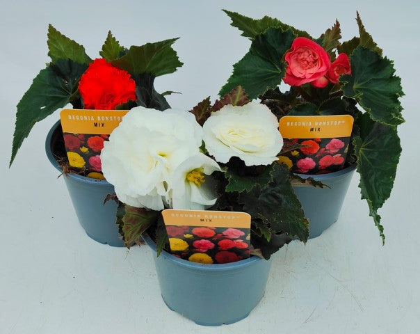 x2 Begonia Nonstop Mix 13cm/1 Ltr