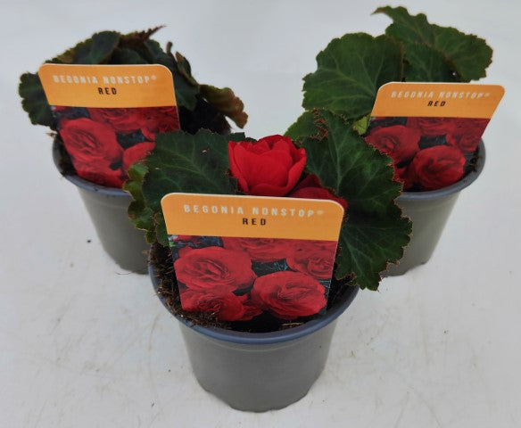 x3 Begonia Nonstop Red 10.5cm/9cm