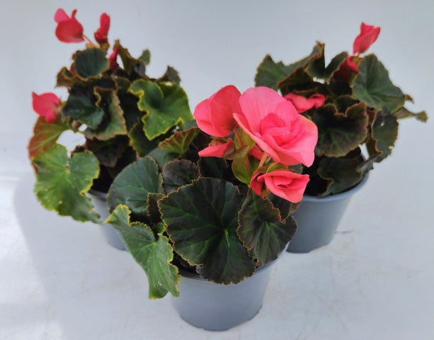 x2 Begonia Solenia Light Pink - 13cm/1Litre