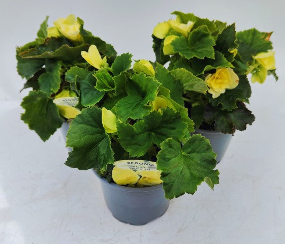 x2 Begonia Solenia Yellow - 13cm/1Litre