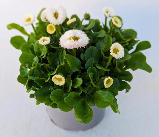 x2 Bellis Speedstar White - 13cm/1 Ltr pots