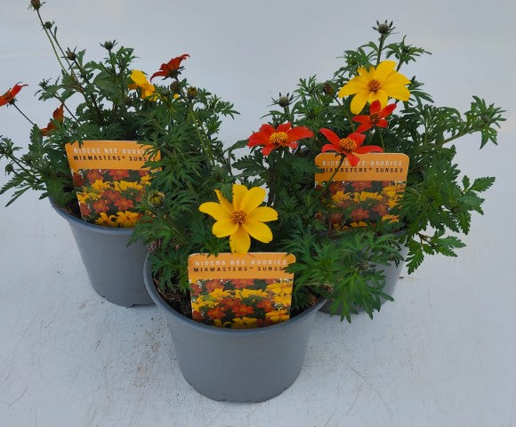 x2 Bidens Bee-Buddies Mix Masters Sunset 13cm/1 Ltr