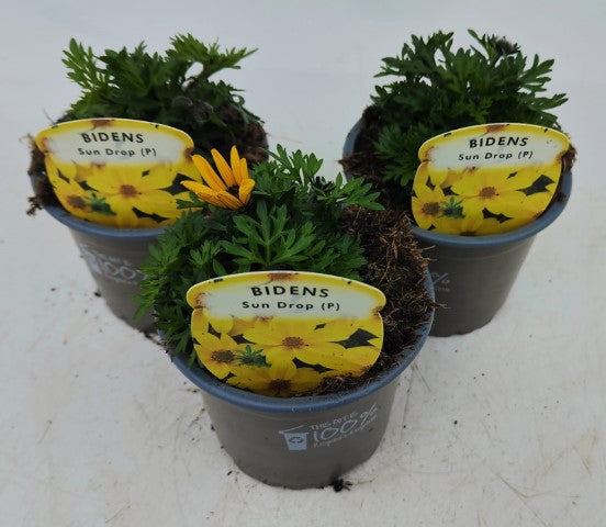 x3 Bidens Sundrop 10.5cm/9cm