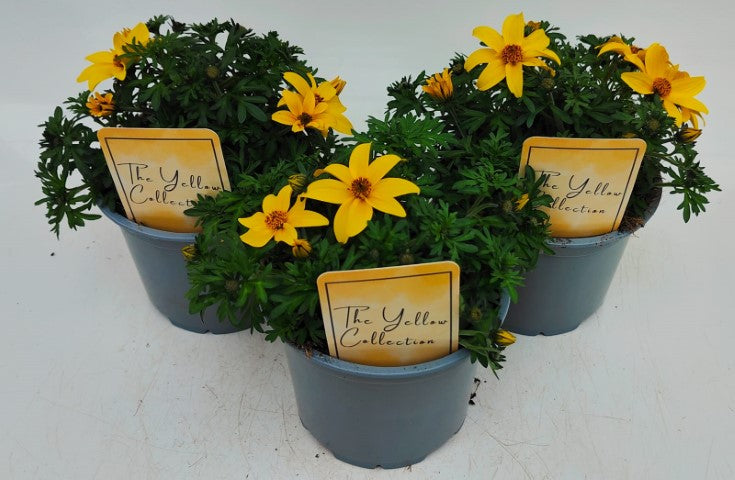 x2 Bidens Sixbi Smile Plants 13cm/1 Ltr pots