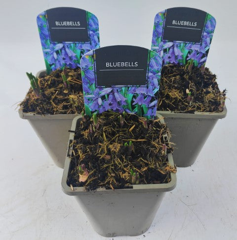 x2 Bluebells Plants 13cm/1Litre