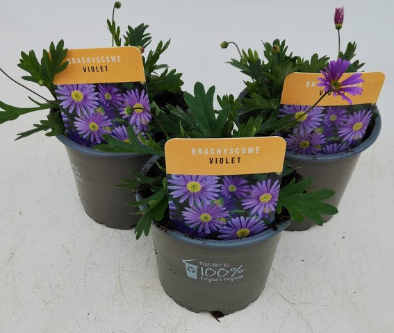 x3 Brachyscome Violet 10.5cm/9cm