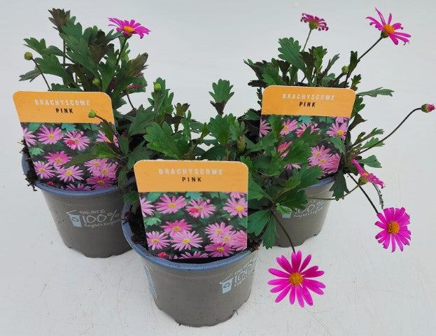 x3 Brachyscome Pink 10.5cm/9cm