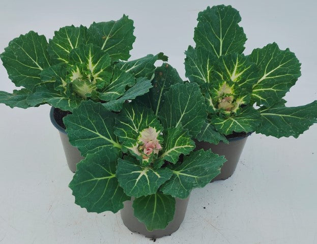 x3 Plants Brassica Attraction Pink (Ornamental Kale) 10.5cm/9cm