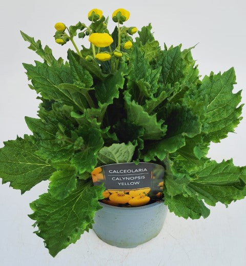 x1 Calceolaria Calynopsis Yellow - 17cm/2Litre