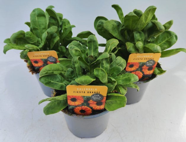 x2 Calendula Fiesta Orange 13cm/1 Litre